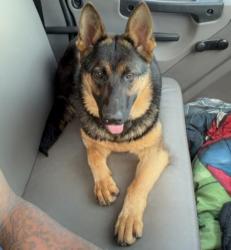 Lost Female Dog last seen Lyndsey Way, Elkridge, MD 21075