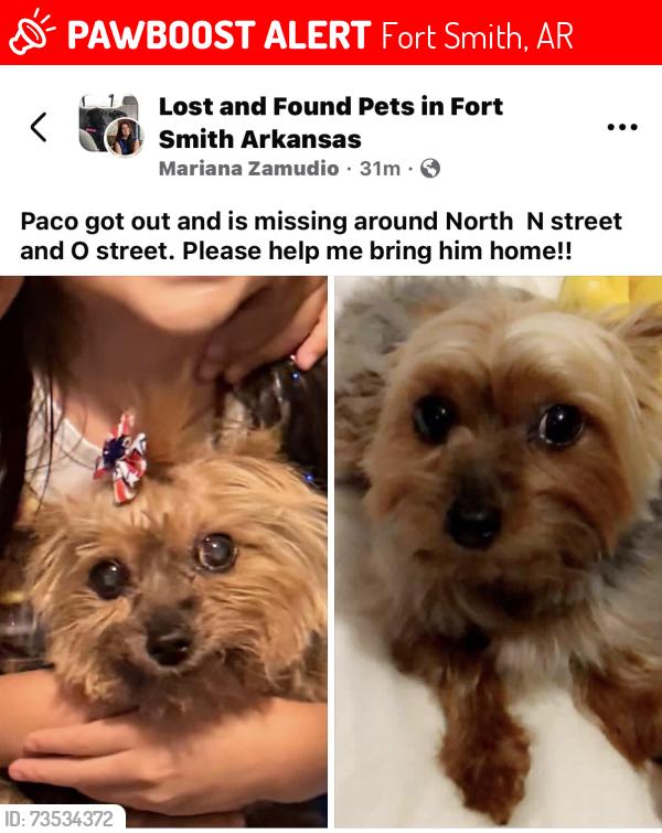 Lost Male Dog last seen Close to UAFS and O strest, Fort Smith, AR 72913