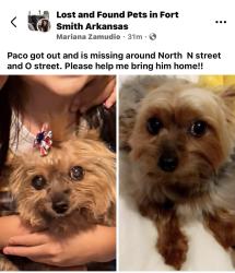 Lost Male Dog last seen Close to UAFS and O strest, Fort Smith, AR 72913