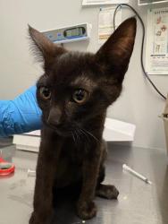 Shelter Stray Female Cat last seen Near BLOCK BATTERSBY AVE, ENUMCLAW WA 98022, 21615 64th Ave S, Kent, WA 98032, USA