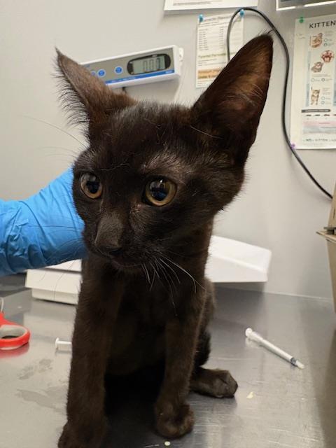 Shelter Stray Female Cat last seen Near BLOCK BATTERSBY AVE, ENUMCLAW WA 98022, 21615 64th Ave S, Kent, WA 98032, USA