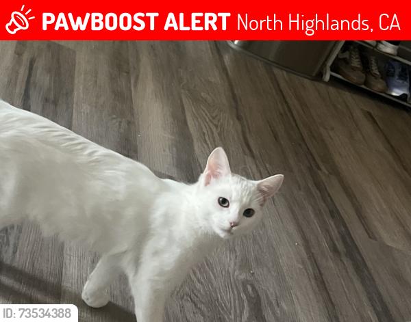 Lost Male Cat last seen Madison ave, North Highlands, CA 95660