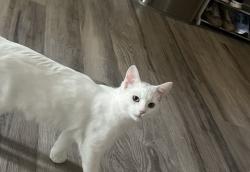 Lost Male Cat last seen Madison ave, North Highlands, CA 95660