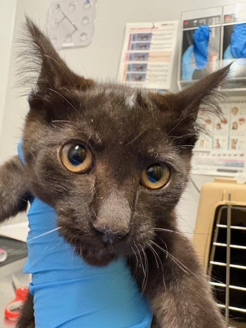 Shelter Stray Female Cat last seen Near BLOCK BATTERSBY AVE, ENUMCLAW WA 98022, 21615 64th Ave S, Kent, WA 98032, USA