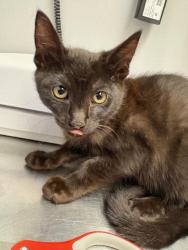 Shelter Stray Male Cat last seen Near BLOCK BATTERSBY AVE, ENUMCLAW WA 98022, 21615 64th Ave S, Kent, WA 98032, USA