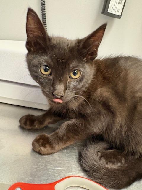 Shelter Stray Male Cat last seen Near BLOCK BATTERSBY AVE, ENUMCLAW WA 98022, 21615 64th Ave S, Kent, WA 98032, USA