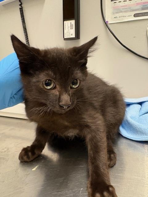 Shelter Stray Male Cat last seen Near BLOCK BATTERSBY AVE, ENUMCLAW WA 98022, 21615 64th Ave S, Kent, WA 98032, USA
