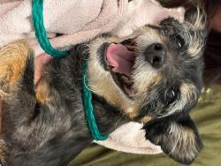 Shelter Stray Female Dog last seen Near BLOCK SE 142ND PL, RENTON WA 98059, 21615 64th Ave S, Kent, WA 98032, USA