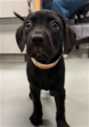 Shelter Stray Female Dog last seen STATE ST/7TH ST, SAN JACINTO CA 92582, 581 S Grand Ave, San Jacinto, CA 92582, USA