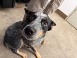 Shelter Stray Female Dog last seen , 4000 N Silverbell Rd, Tucson, AZ 85745, USA
