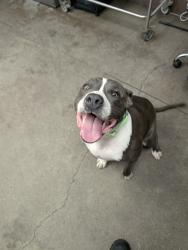 Shelter Stray Male Dog last seen , 4000 N Silverbell Rd, Tucson, AZ 85745, USA