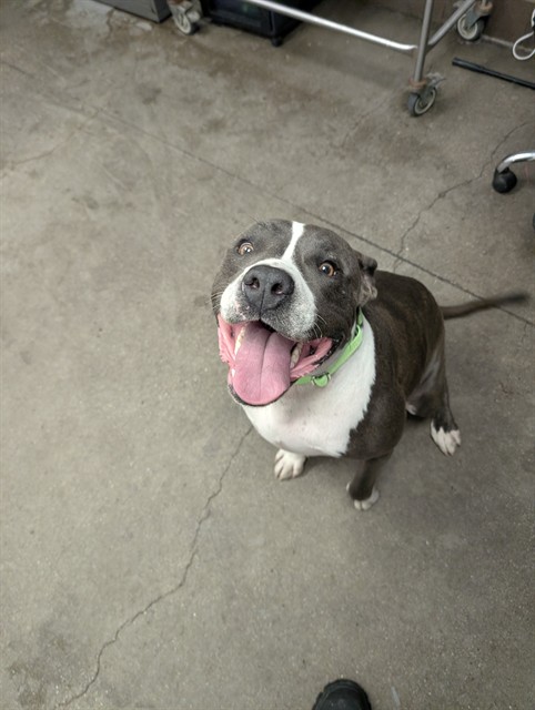 Shelter Stray Male Dog last seen , 4000 N Silverbell Rd, Tucson, AZ 85745, USA