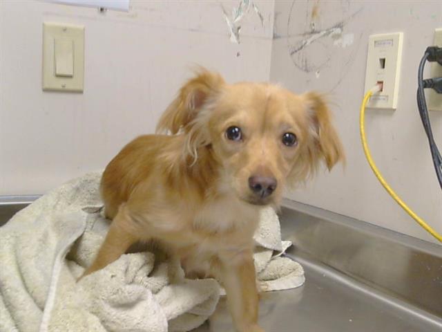 Shelter Stray Male Dog last seen BRADHSAW RD/GOETHE RD, 95827, 3839 Bradshaw Rd, Sacramento, CA 95827, USA
