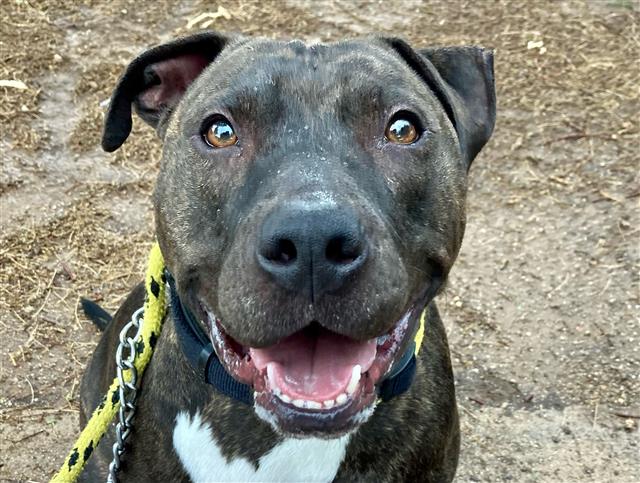 Shelter Stray Male Dog last seen , 4000 N Silverbell Rd, Tucson, AZ 85745, USA