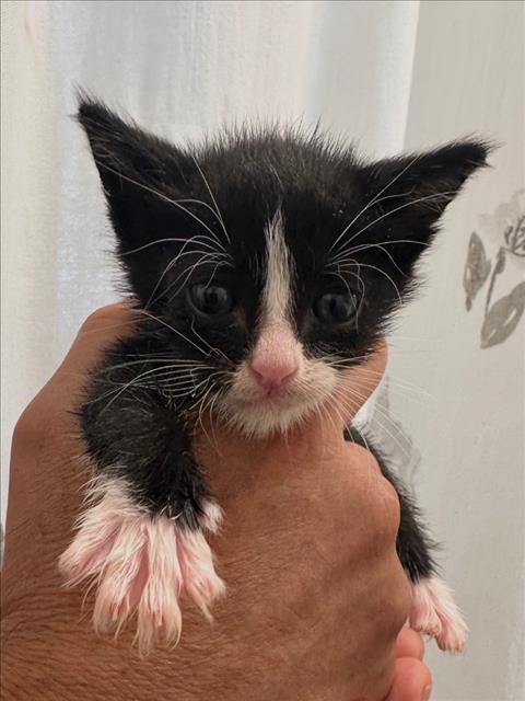 Shelter Stray Male Cat last seen , 957 N Gaffey St, San Pedro, CA 90731, USA