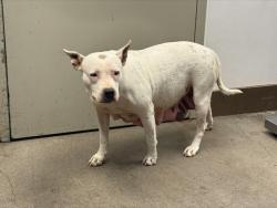 Shelter Stray Female Dog last seen , 4000 N Silverbell Rd, Tucson, AZ 85745, USA