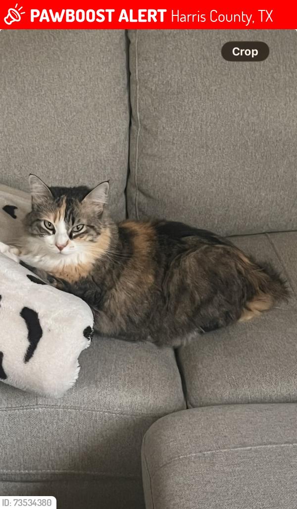 Lost Female Cat last seen Amira, Harris County, TX 77377
