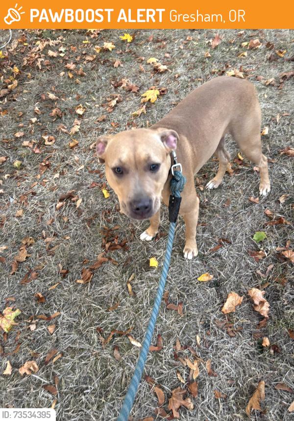 Found/Stray Unknown Dog last seen Highway 26 and 267th, Gresham, OR 97080