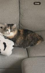 Lost Female Cat last seen Amira, Harris County, TX 77377