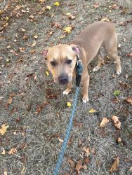 Found/Stray Unknown Dog last seen Highway 26 and 267th, Gresham, OR 97080