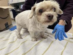 Shelter Stray Male Dog last seen LAGUNA BLVD / HIGH TECH CT, 9150 Union Park Way, Elk Grove, CA 95624, USA