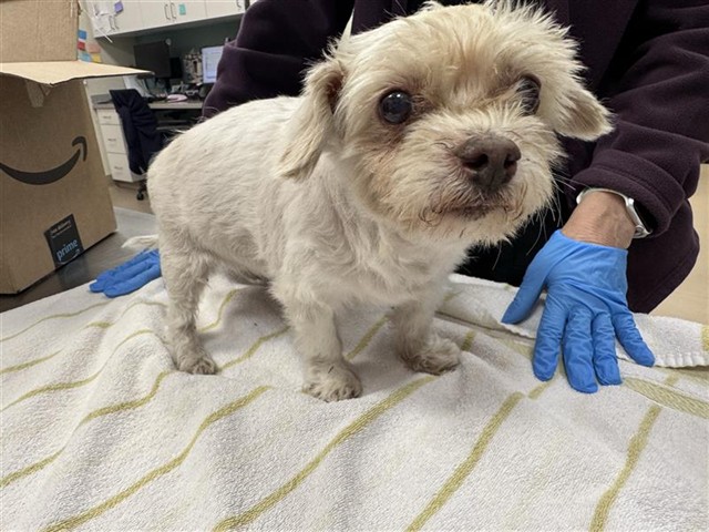 Shelter Stray Male Dog last seen LAGUNA BLVD / HIGH TECH CT, 9150 Union Park Way, Elk Grove, CA 95624, USA
