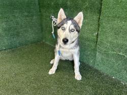 Shelter Stray Female Dog last seen , 5210 W Ave I, Lancaster, CA 93536, USA