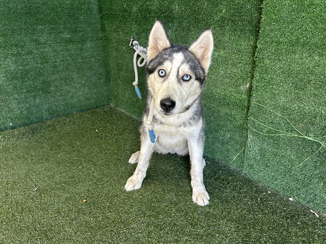 Shelter Stray Female Dog last seen , 5210 W Ave I, Lancaster, CA 93536, USA