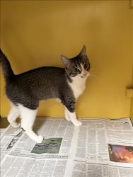 Shelter Stray Unknown Cat last seen , 3201 Lacy St, Los Angeles, CA 90031, USA