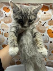 Shelter Stray Male Cat last seen AGUA MANSA RD/MARKET ST, 6851 Van Buren Boulevard, Jurupa Valley, CA 92509, USA