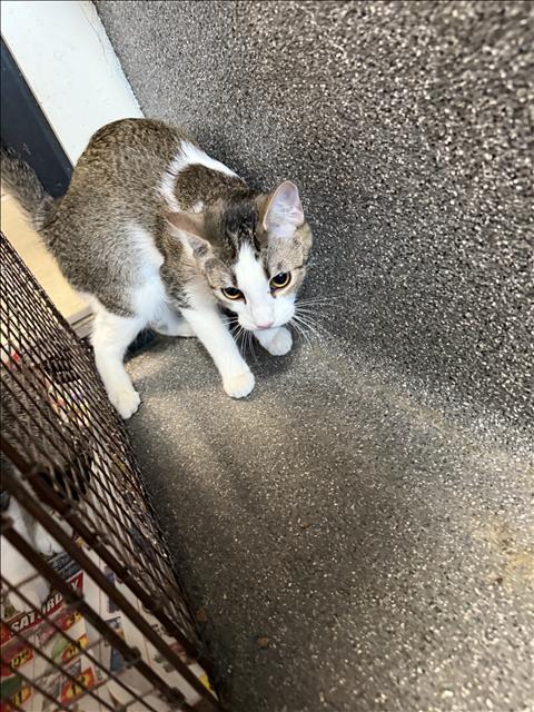 Shelter Stray Unknown Cat last seen , 3201 Lacy St, Los Angeles, CA 90031, USA