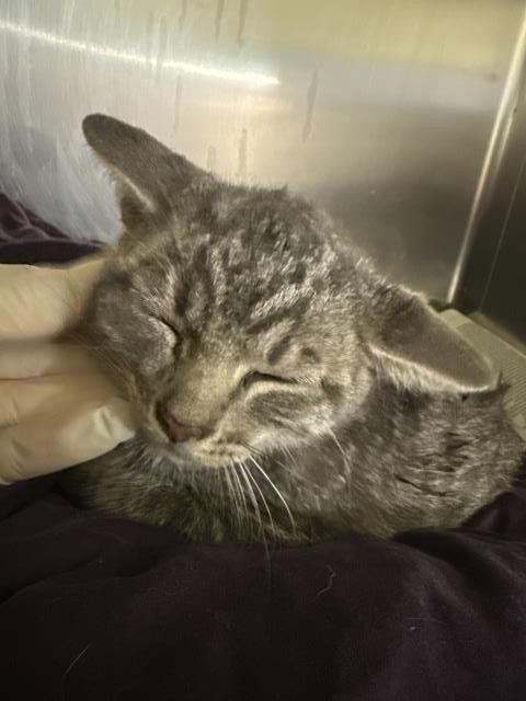 Shelter Stray Male Cat last seen AGUA MANSA RD/MARKET ST, 6851 Van Buren Boulevard, Jurupa Valley, CA 92509, USA