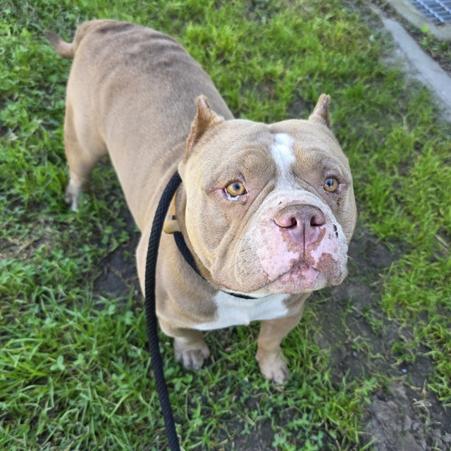 Shelter Stray Male Dog last seen Near BLK E SAN ANTONIO DR LONG BEACH CA 90807, 7700 E Spring St, Long Beach, CA 90815, USA