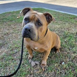 Shelter Stray Female Dog last seen Near BLK E SAN ANTONIO DR LONG BEACH CA 90807, 7700 E Spring St, Long Beach, CA 90815, USA
