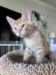 Shelter Stray Male Cat last seen BRENTLEY DR & MILNER WAY, 2127 Front St, Sacramento, CA 95818, USA