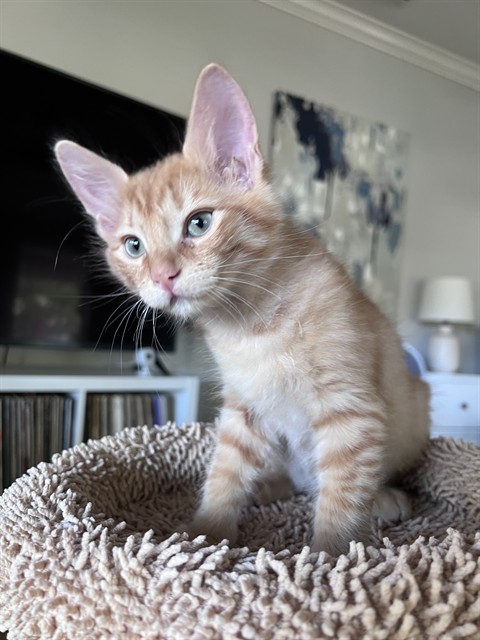 Shelter Stray Male Cat last seen BRENTLEY DR & MILNER WAY, 2127 Front St, Sacramento, CA 95818, USA