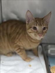 Shelter Stray Unknown Cat last seen , West Valley Animal Shelter, 20655 Plummer St, Chatsworth, CA 91311, USA