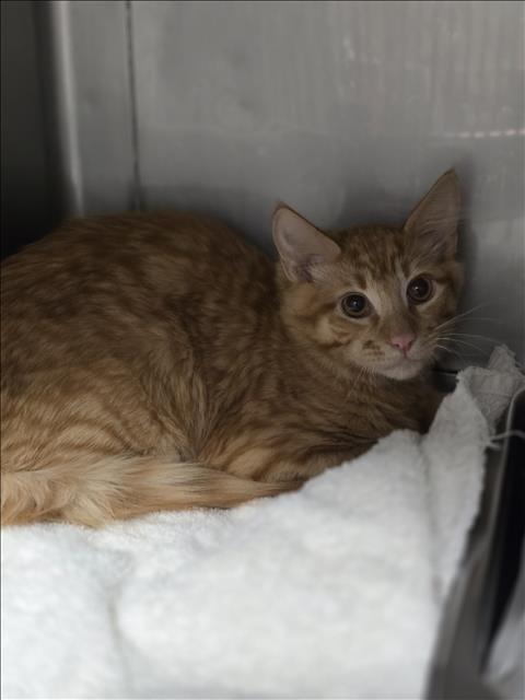 Shelter Stray Unknown Cat last seen , West Valley Animal Shelter, 20655 Plummer St, Chatsworth, CA 91311, USA