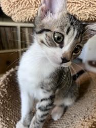 Shelter Stray Female Cat last seen BRENTLEY DR & MILNER WAY, 2127 Front St, Sacramento, CA 95818, USA