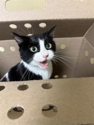 Shelter Stray Female Cat last seen COSUMNES RIVER BLVD & CAPITAL DELTA ST, 2127 Front St, Sacramento, CA 95818, USA