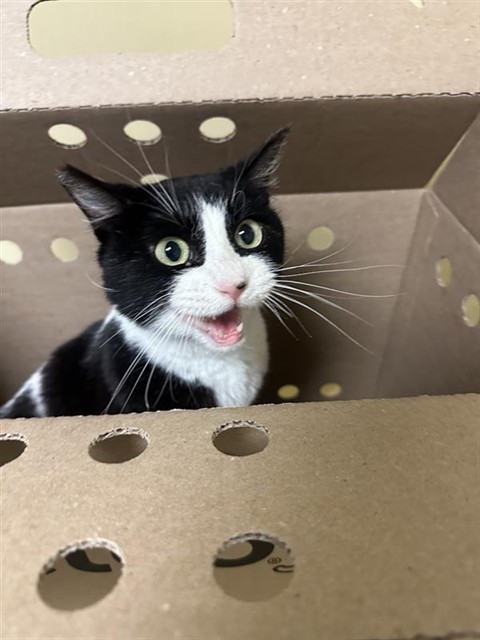 Shelter Stray Female Cat last seen COSUMNES RIVER BLVD & CAPITAL DELTA ST, 2127 Front St, Sacramento, CA 95818, USA