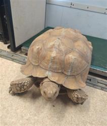 Shelter Stray Female Other last seen , 4275 Elton St, Baldwin Park, CA 91706, USA
