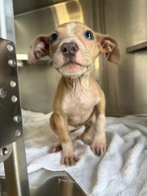 Shelter Stray Female Dog last seen BROADWAY AND PALMAR ST, 130 Beyer Way, Chula Vista, CA 91911, USA