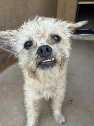 Shelter Stray Male Dog last seen BROADWAY AND PALMAR ST, 130 Beyer Way, Chula Vista, CA 91911, USA