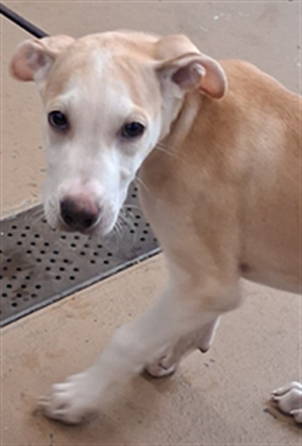 Shelter Stray Male Dog last seen CORONADO AVE AND SATURN BLVD 92154, 130 Beyer Way, Chula Vista, CA 91911, USA