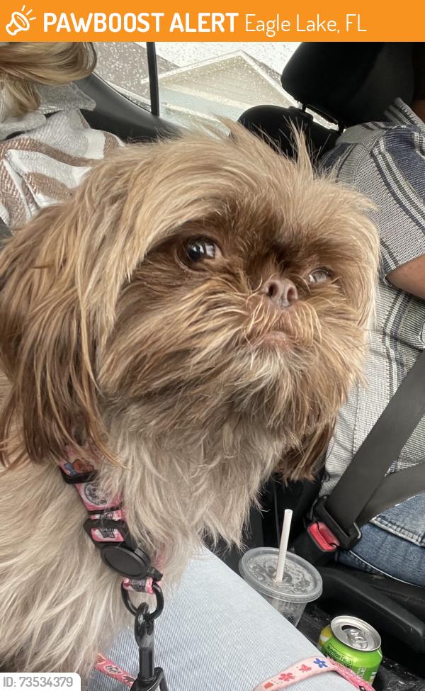 Found/Stray Female Dog last seen Bomber road near the ranches, Eagle Lake, FL 33839