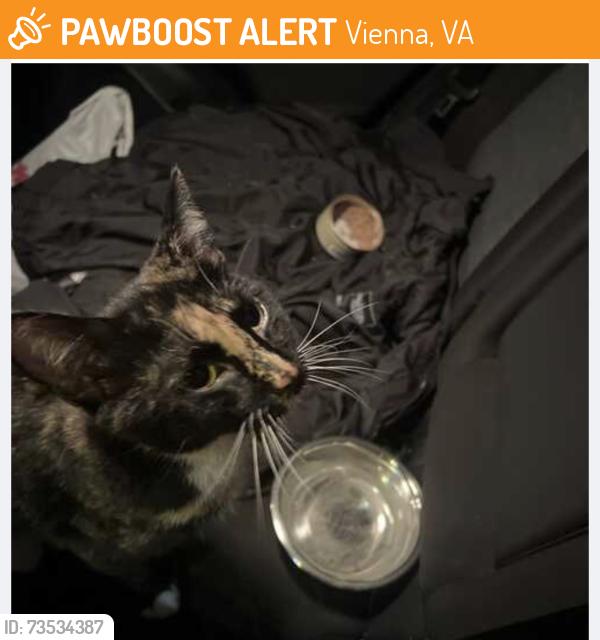 Found/Stray Female Cat last seen Michaels on Maple Avenue, Vienna, VA 22180