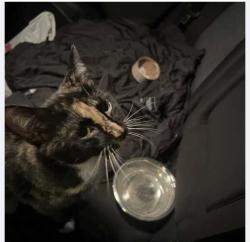 Found/Stray Female Cat last seen Michaels on Maple Avenue, Vienna, VA 22180