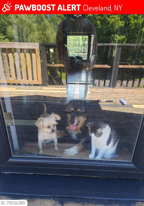 Lost Male Dog last seen Mill rd and stone barn road, Cleveland, NY 13042
