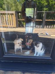Lost Male Dog last seen Mill rd and stone barn road, Cleveland, NY 13042